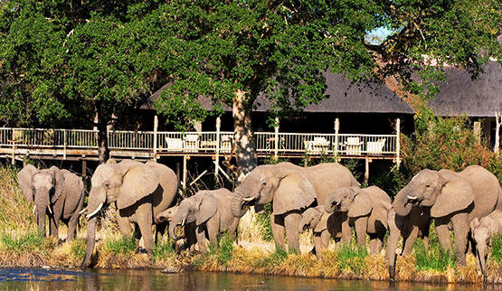 A herd of elephants gathers near a water source with a luxury safari lodge in the background, highlighting the immersive wildlife experience of African glamping. Feasibility studies by Sage Outdoor Advisory assess the potential of such eco-tourism resorts.
